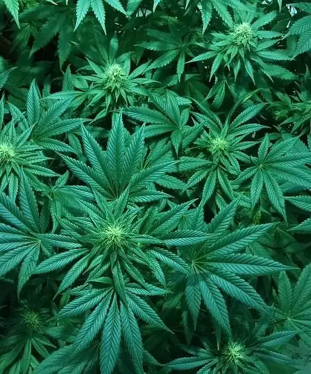 Un chien a trouvé une plantation de marijuana - Norway Today 14 Un chien a trouvé une plantation de marijuana - Norway Today - 13