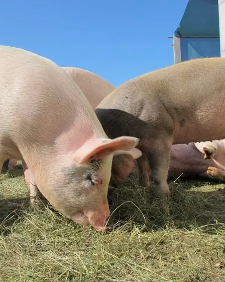 Bactérie MRSA introuvable chez les porcs norvégiens 17 Bactérie MRSA introuvable chez les porcs norvégiens - 16