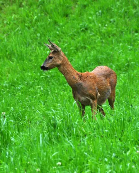 Nombre record de chevreuils tués par la circulation 2 Nombre record de chevreuils tués par la circulation - 1