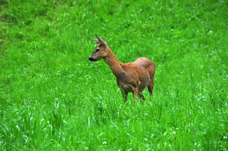 Nombre record de chevreuils tués par la circulation 4 Nombre record de chevreuils tués par la circulation - 3