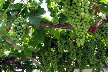 Plus faible production de vin d'Europe depuis 36 ans - 18