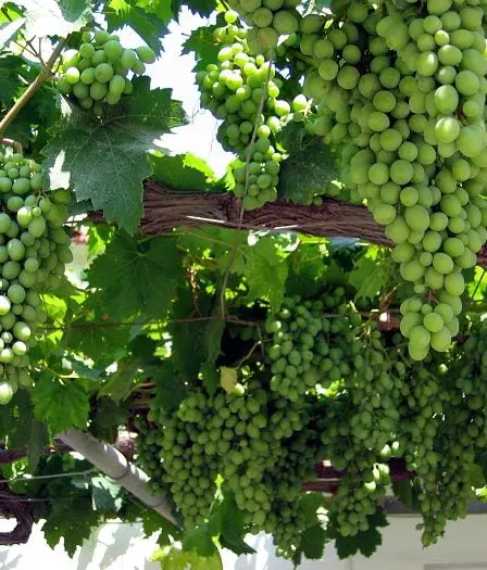 Plus faible production de vin d'Europe depuis 36 ans 17 Plus faible production de vin d'Europe depuis 36 ans - 16