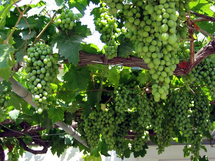 Plus faible production de vin d'Europe depuis 36 ans 4 Plus faible production de vin d'Europe depuis 36 ans - 3