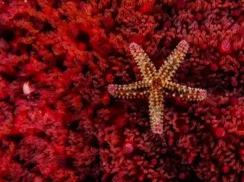 Oceana achève une étude sous-marine en mer du Nord 4 Oceana achève une étude sous-marine en mer du Nord - 3