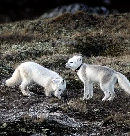 Les renards des montagnes du parc national pourraient disparaître 14 Les renards des montagnes du parc national pourraient disparaître - 13