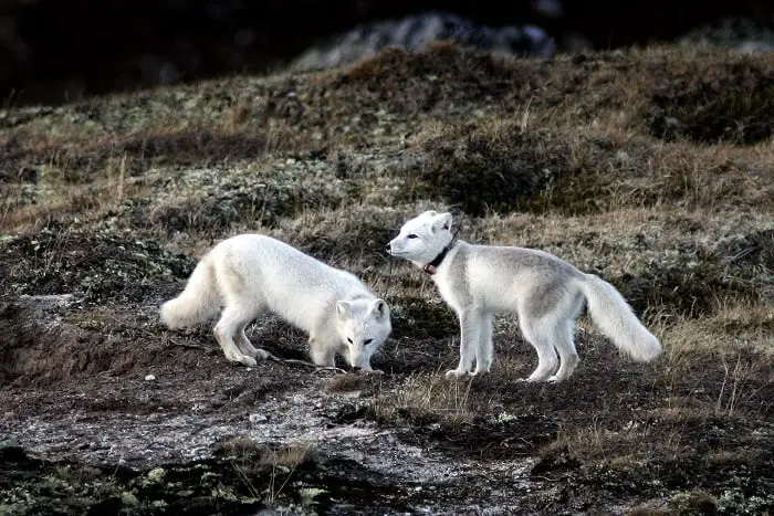 Les renards des montagnes du parc national pourraient disparaître 4 Les renards des montagnes du parc national pourraient disparaître - 3