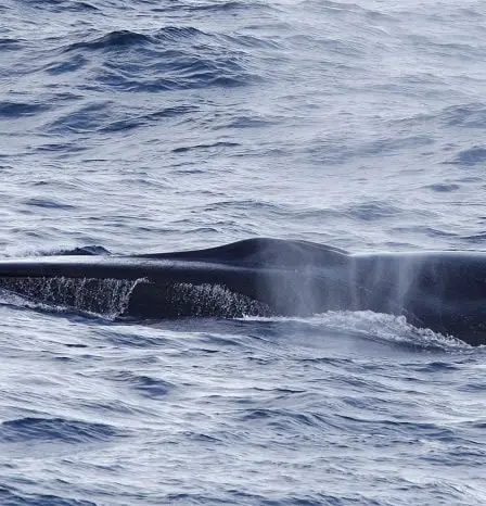 Un opposant allemand à la chasse à la baleine condamné à payer une amende aux Lofoten - 4