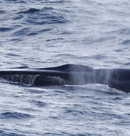 Un opposant allemand à la chasse à la baleine condamné à payer une amende aux Lofoten 2 Un opposant allemand à la chasse à la baleine condamné à payer une amende aux Lofoten - 1