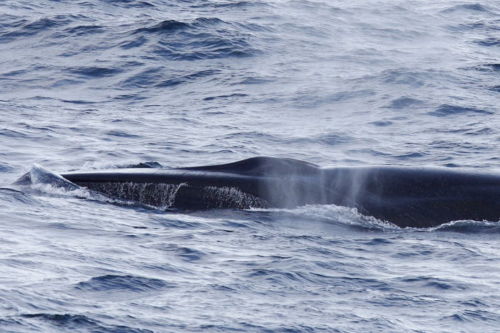 Un opposant allemand à la chasse à la baleine condamné à payer une amende aux Lofoten 4 Un opposant allemand à la chasse à la baleine condamné à payer une amende aux Lofoten - 3
