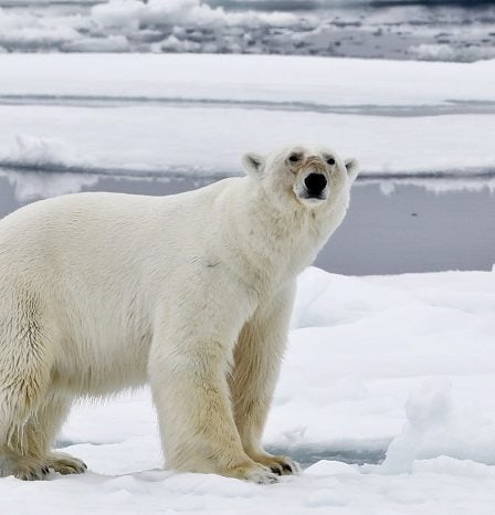 Avertissement concernant un ours polaire près de Longyearbyen - 16