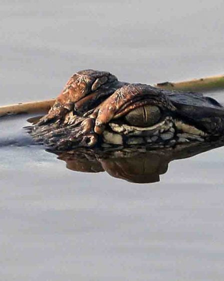Un alligator de près de trois mètres de long trouvé dans une maison inondée au Texas 32 Un alligator de près de trois mètres de long trouvé dans une maison inondée au Texas - 31