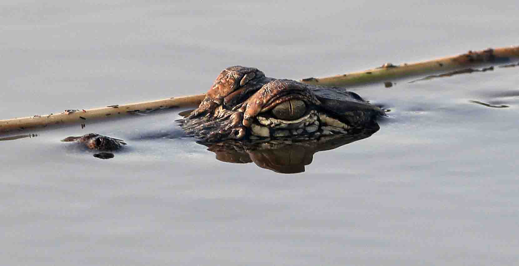 Un alligator de près de trois mètres de long trouvé dans une maison inondée au Texas 4 Un alligator de près de trois mètres de long trouvé dans une maison inondée au Texas - 3