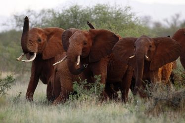 Les États-Unis ouvrent la voie à l'importation de trophées de chasse à l'éléphant du Zimbabwe - 20