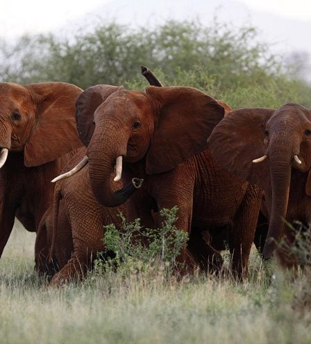 Les États-Unis ouvrent la voie à l'importation de trophées de chasse à l'éléphant du Zimbabwe 2 Les États-Unis ouvrent la voie à l'importation de trophées de chasse à l'éléphant du Zimbabwe - 1