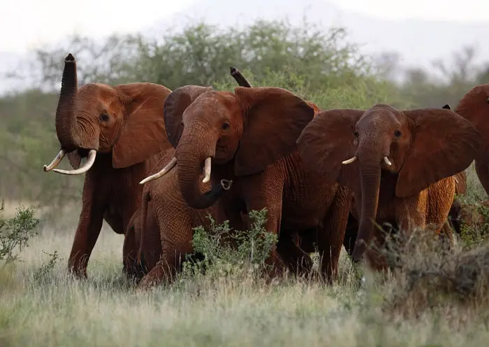 Les États-Unis ouvrent la voie à l'importation de trophées de chasse à l'éléphant du Zimbabwe 4 Les États-Unis ouvrent la voie à l'importation de trophées de chasse à l'éléphant du Zimbabwe - 3