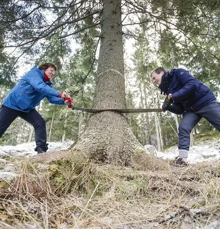 L'arbre de Noël dû pour Londres est abattu. 5 L'arbre de Noël dû pour Londres est abattu. - 4