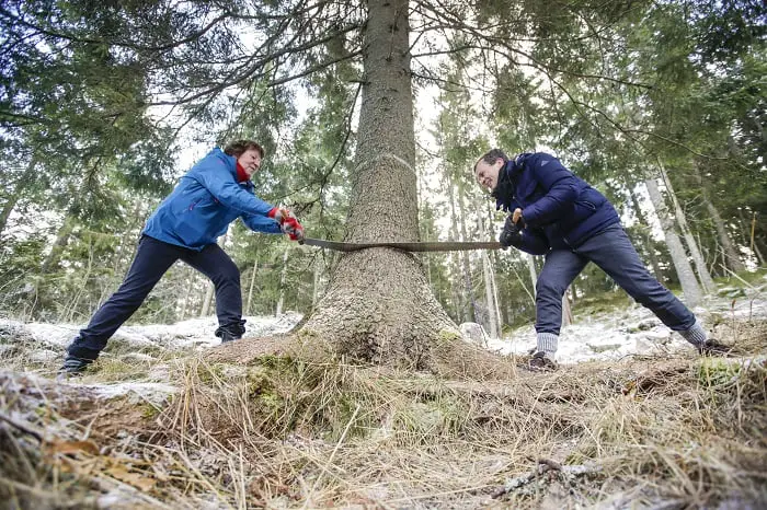 L'arbre de Noël dû pour Londres est abattu. 4 L'arbre de Noël dû pour Londres est abattu. - 3