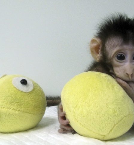 Des scientifiques chinois clonent des singes - Norway Today 29 Des scientifiques chinois clonent des singes - Norway Today - 28