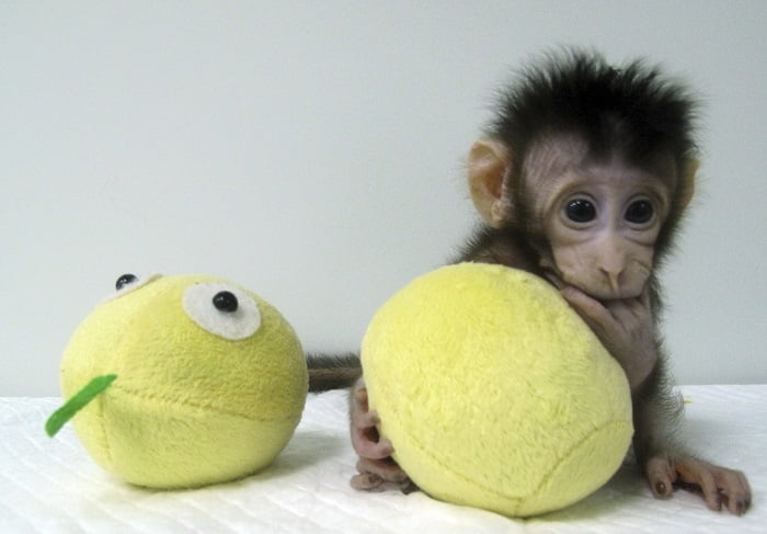 Des scientifiques chinois clonent des singes - Norway Today 4 Des scientifiques chinois clonent des singes - Norway Today - 3
