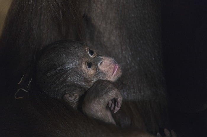 Un orang-outang est né au parc animalier de Kristiansand 4 Un orang-outang est né au parc animalier de Kristiansand - 3