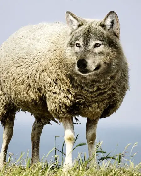 Le dernier loup de la chasse autorisée est abattu 2 Le dernier loup de la chasse autorisée est abattu - 1