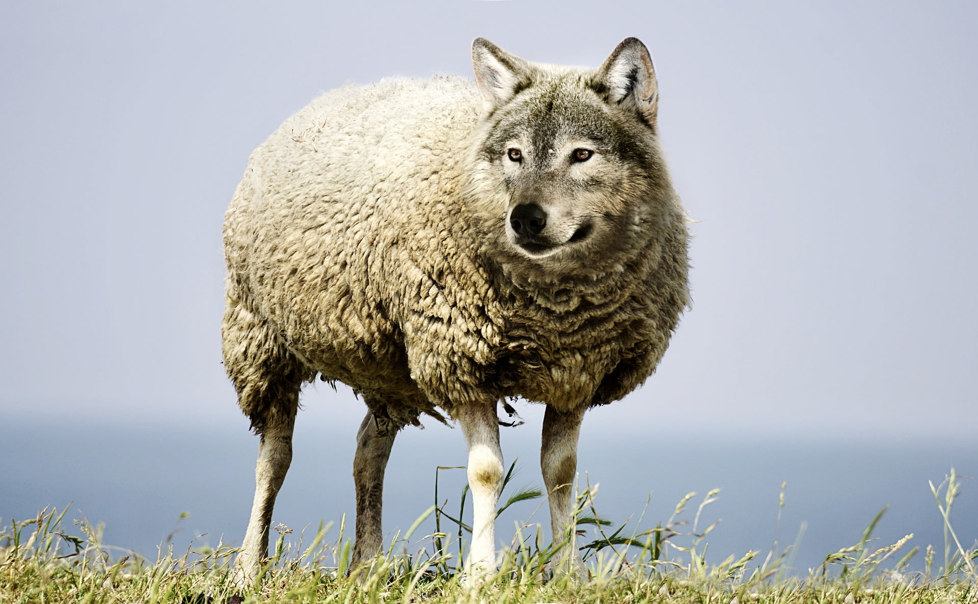 Le dernier loup de la chasse autorisée est abattu - 3