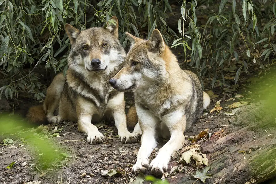 Extension de la chasse au loup - La Norvège aujourd'hui 4 Extension de la chasse au loup - La Norvège aujourd'hui - 3