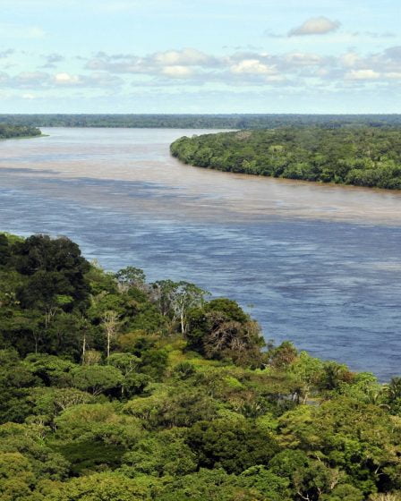 Puissant avertissement de forêt tropicale norvégienne au Brésil 11 Puissant avertissement de forêt tropicale norvégienne au Brésil - 10