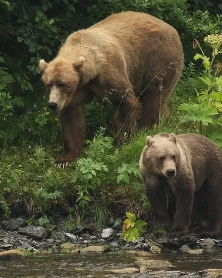 Cycliste suédois poursuivi par un ours 8 Cycliste suédois poursuivi par un ours - 7