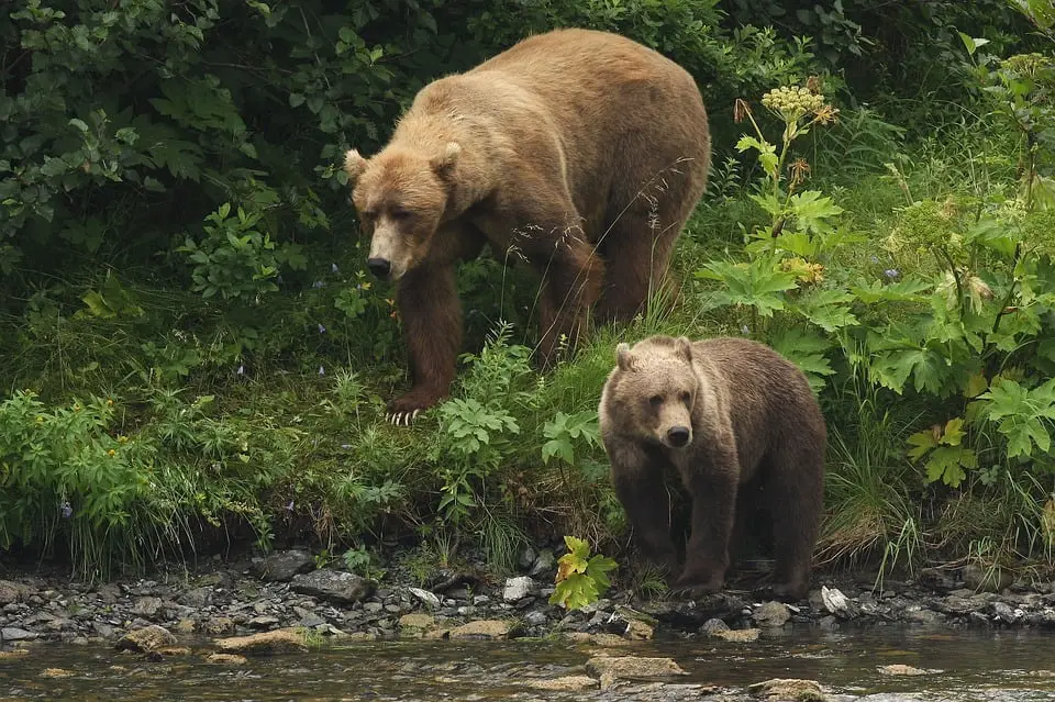 Cycliste suédois poursuivi par un ours 4 Cycliste suédois poursuivi par un ours - 3