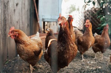 Jæren : nouveau foyer de grippe aviaire signalé, 7 500 poules supplémentaires doivent être éliminées - 18