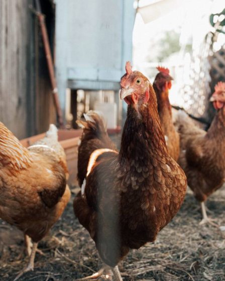 Jæren : nouveau foyer de grippe aviaire signalé, 7 500 poules supplémentaires doivent être éliminées 2 Jæren : nouveau foyer de grippe aviaire signalé, 7 500 poules supplémentaires doivent être éliminées - 1