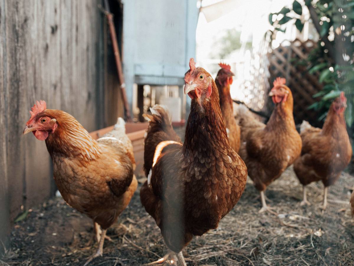 Jæren : nouveau foyer de grippe aviaire signalé, 7 500 poules supplémentaires doivent être éliminées 4 Jæren : nouveau foyer de grippe aviaire signalé, 7 500 poules supplémentaires doivent être éliminées - 3
