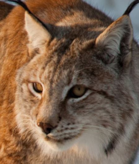 Augmentation des familles de lynx en Norvège 17 Augmentation des familles de lynx en Norvège - 16