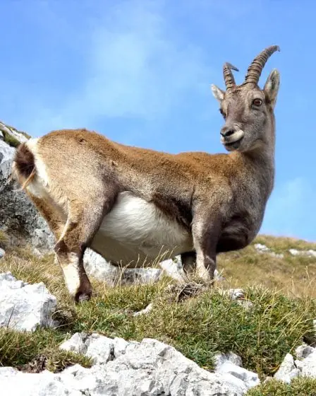 Projet d'essai avec élevage de chèvres pour les prisonniers 26 Projet d'essai avec élevage de chèvres pour les prisonniers - 25