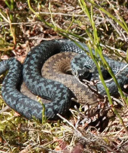 Attention aux vipères - Norway Today 17 Attention aux vipères - Norway Today - 16