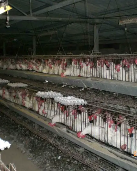 Fin des œufs de poules en batterie dans les Norgesgruppen des entreprises 11 Fin des œufs de poules en batterie dans les Norgesgruppen des entreprises - 10