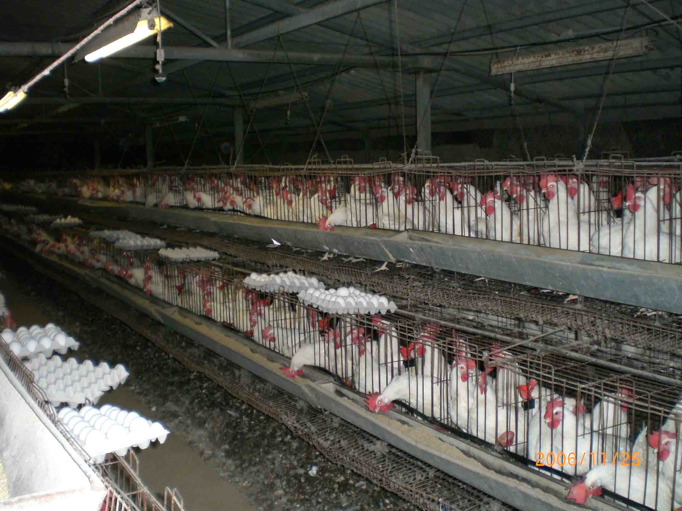Fin des œufs de poules en batterie dans les Norgesgruppen des entreprises 4 Fin des œufs de poules en batterie dans les Norgesgruppen des entreprises - 3