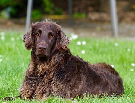 La police nationale des animaux est nécessaire, selon Leirstein 17 La police nationale des animaux est nécessaire, selon Leirstein - 16