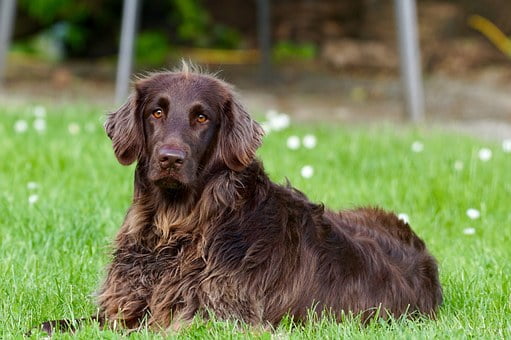 La police nationale des animaux est nécessaire, selon Leirstein 4 La police nationale des animaux est nécessaire, selon Leirstein - 3