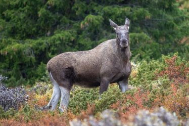 Norvégien Statskog commence à vendre des laissez-passer journaliers pour la chasse à l'orignal - 23