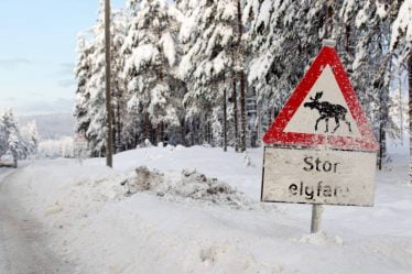 La police pense que les nouveaux conducteurs en Norvège devraient suivre une formation sur les collisions avec la faune - 16