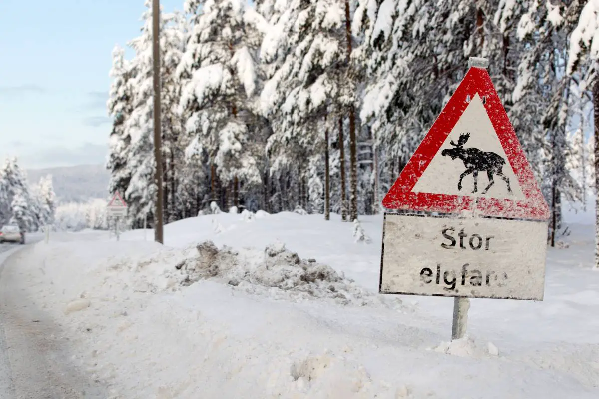 La police pense que les nouveaux conducteurs en Norvège devraient suivre une formation sur les collisions avec la faune - 5