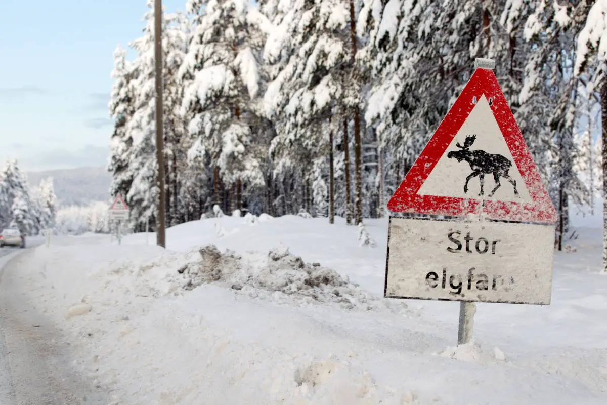 La police pense que les nouveaux conducteurs en Norvège devraient suivre une formation sur les collisions avec la faune 4 La police pense que les nouveaux conducteurs en Norvège devraient suivre une formation sur les collisions avec la faune - 3