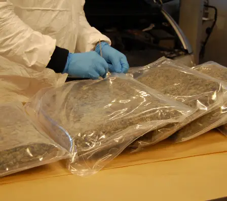 Polonais pris avec 15 kilos de marijuana 17 Polonais pris avec 15 kilos de marijuana - 16