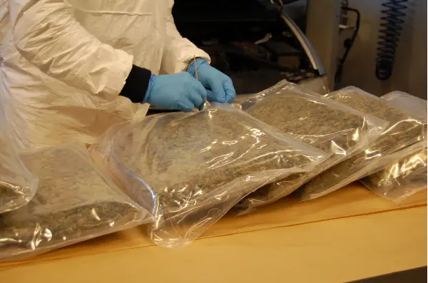 Polonais pris avec 15 kilos de marijuana 4 Polonais pris avec 15 kilos de marijuana - 3