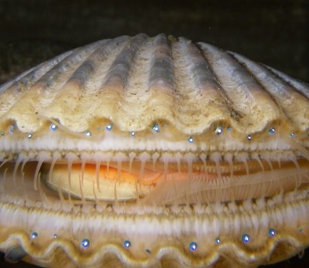 Pétoncles toxiques trouvés autour de Hitra et Frøya 20 Pétoncles toxiques trouvés autour de Hitra et Frøya - 19