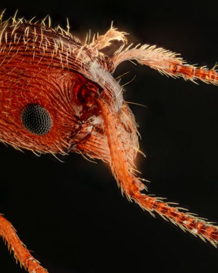 Espèce de fourmis unique et rare trouvée en Norvège 5 Espèce de fourmis unique et rare trouvée en Norvège - 4