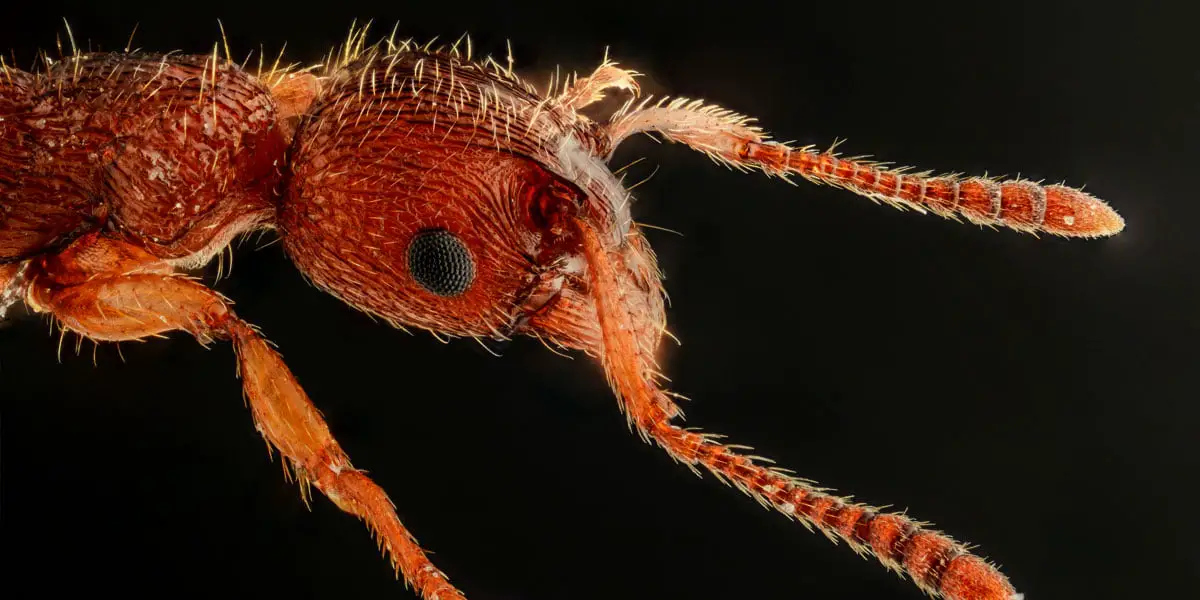 Espèce de fourmis unique et rare trouvée en Norvège - 3