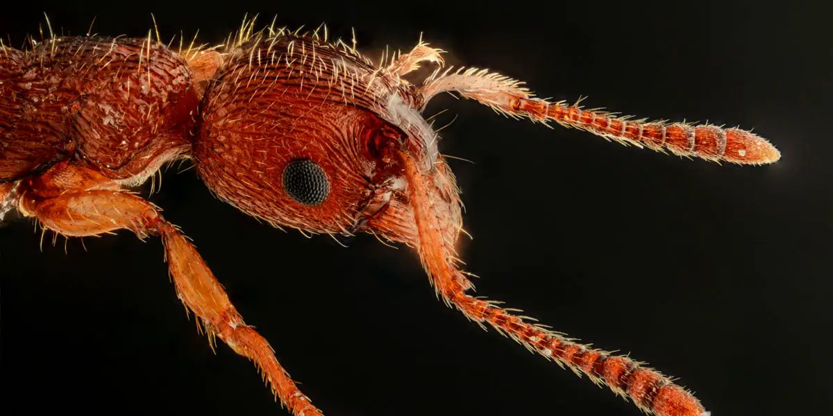 Espèce de fourmis unique et rare trouvée en Norvège 4 Espèce de fourmis unique et rare trouvée en Norvège - 3